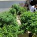 Venda nas farmácias de produtos à base de cannabis cresce 342,3%
