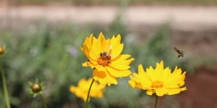 Insetos têm papel fundamental na produção de alimentos na região