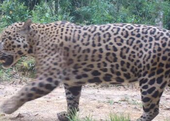 Pesquisadores monitoram comportamento de onças na Amazônia