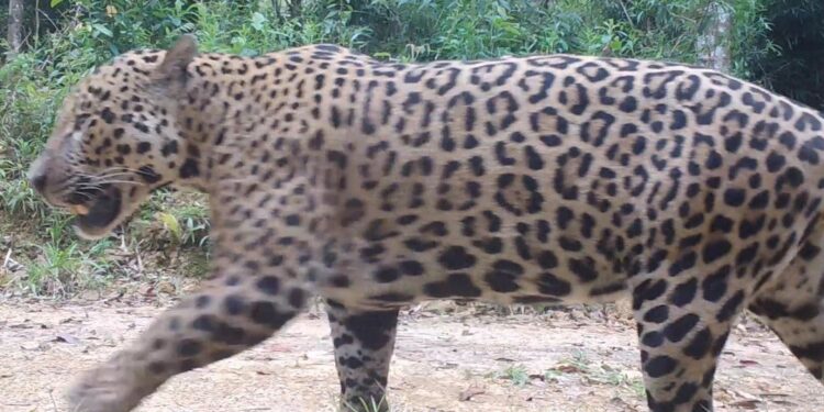 Pesquisadores monitoram comportamento de onças na Amazônia