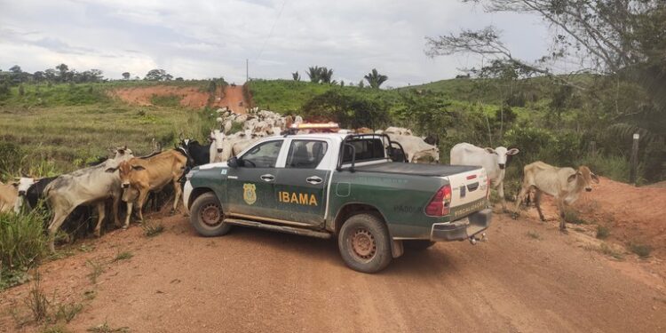 Ibama apreende 3 mil gados em áreas embargadas no Sul do Amazonas e no Pará
