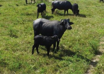 Pesquisa possibilita nascimento de primeiro búfalo de proveta da Amazônia Ocidental