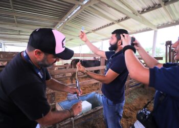 Vacinação contra febre aftosa inicia em oito municípios do Amazonas na segunda-feira (1º/05)