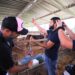 Vacinação contra febre aftosa inicia em oito municípios do Amazonas na segunda-feira (1º/05)