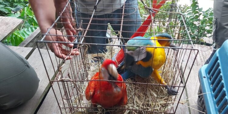 Ipaam e Ibama apreendem mais de 25 animais silvestres utilizados como atração turística