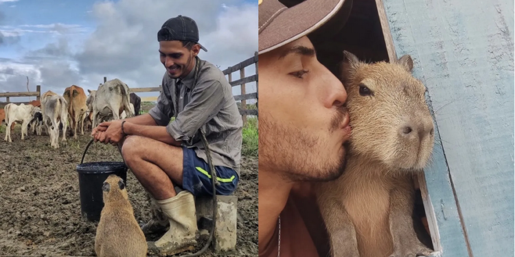 Agenor Tupinambá ficará com capivara Filó após multa, diz deputado federal