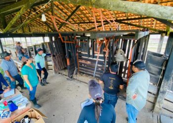 Pecuaristas de Parintins são pioneiros no maior programa genético da bovinocultura