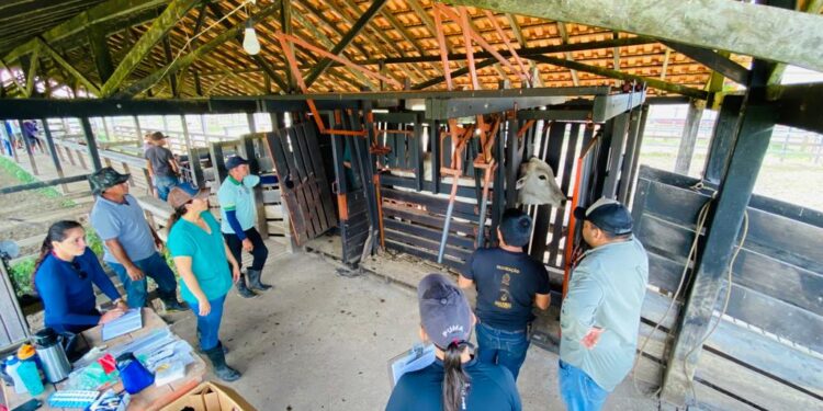 Pecuaristas de Parintins são pioneiros no maior programa genético da bovinocultura
