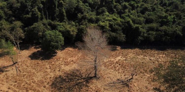 Desmatamento na Amazônia cai 36% no primeiro quadrimestre