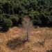 Desmatamento na Amazônia cai 36% no primeiro quadrimestre