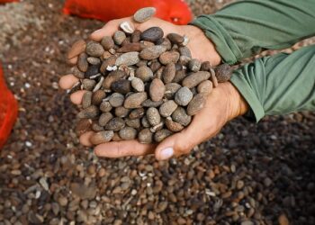 Documentários visibilizam negócios sustentáveis geridos por comunidades tradicionais do interior do Amazonas