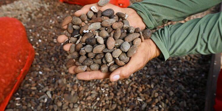 Documentários visibilizam negócios sustentáveis geridos por comunidades tradicionais do interior do Amazonas