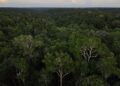 Evento debate soluções para a proteção e uso das Florestas Públicas Não Destinadas na Amazônia