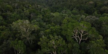 Evento debate soluções para a proteção e uso das Florestas Públicas Não Destinadas na Amazônia