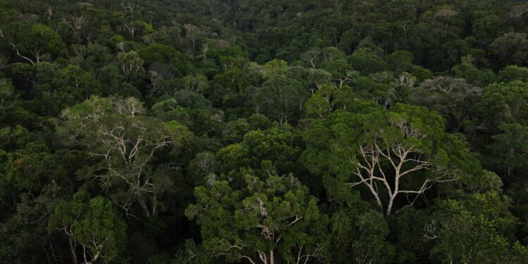 Evento debate soluções para a proteção e uso das Florestas Públicas Não Destinadas na Amazônia