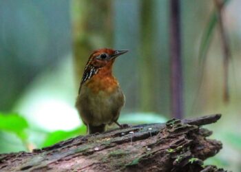 Birdwatching: Observação de pássaros promove ecoturismo no AM