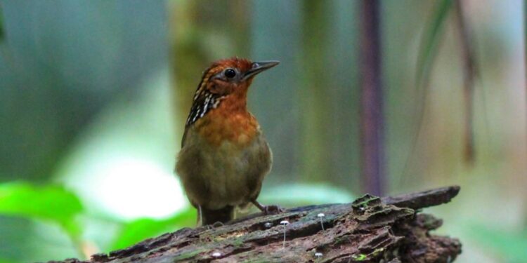 Birdwatching: Observação de pássaros promove ecoturismo no AM