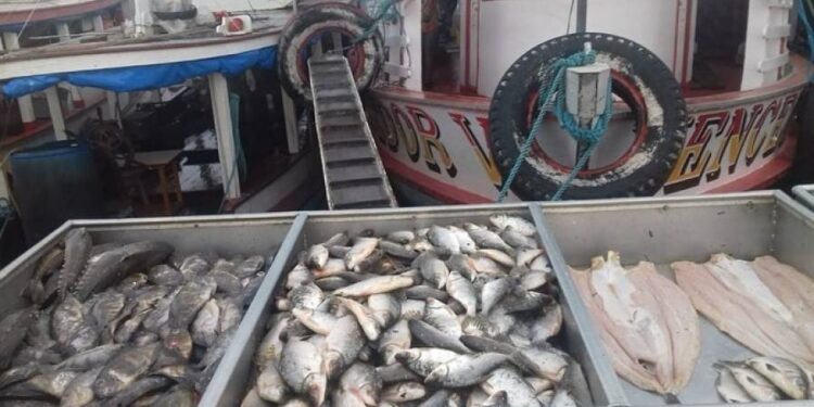 Pesquisa do AM sobre consumo de peixes é destaque em revista científica internacional