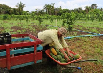 Governo do Amazonas incentiva a comercialização em feiras regionais
