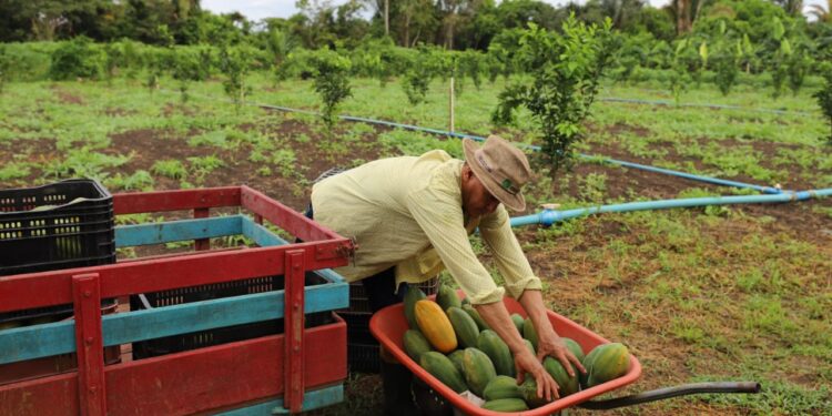 Governo do Amazonas incentiva a comercialização em feiras regionais