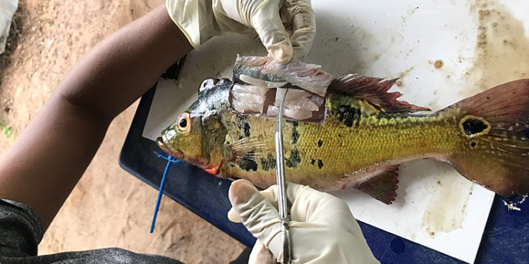 Estudo aponta que peixes consumidos pela população na Amazônia têm mercúrio