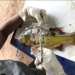 Estudo aponta que peixes consumidos pela população na Amazônia têm mercúrio