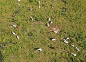 Ibama aplica R$ 47 milhões em multas em operação contra desmatamento no AM