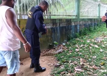 Jacaré é flagrado na Ponta Negra