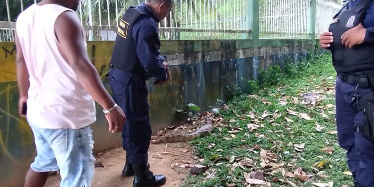 Jacaré é flagrado na Ponta Negra