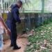 Jacaré é flagrado na Ponta Negra