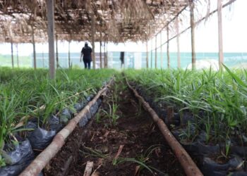 Reflorestamento: no AM, parceria se reverte em mudas para replantio em área devastada