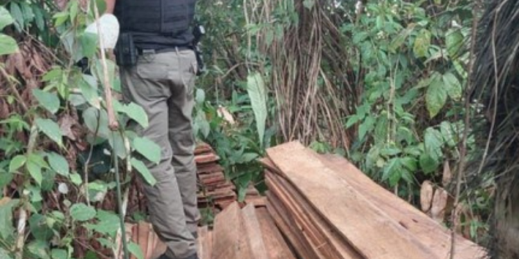 Polícia Federal prende 4 pessoas e apreende 2 toneladas de madeira ilegal no AM