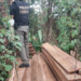 Polícia Federal prende 4 pessoas e apreende 2 toneladas de madeira ilegal no AM