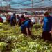 SiDi planta mudas nativas da Amazônia em comunidade ribeirinha de Manaus