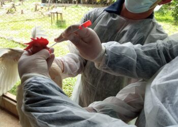 Médicos veterinários da Adaf participam de reunião de nivelamento sobre Influenza Aviária