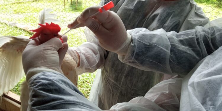 Médicos veterinários da Adaf participam de reunião de nivelamento sobre Influenza Aviária