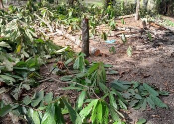 Idam orienta agricultores familiares de Benjamin Constant sobre o controle da monilíase