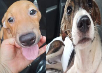 Nova Era terá “Arraial Pet”, com concurso caipira, quadrilha e adoção de cães e gatos