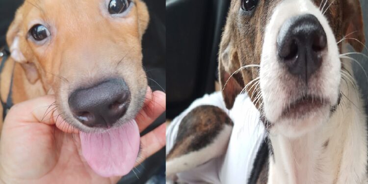 Nova Era terá “Arraial Pet”, com concurso caipira, quadrilha e adoção de cães e gatos