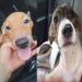 Nova Era terá “Arraial Pet”, com concurso caipira, quadrilha e adoção de cães e gatos