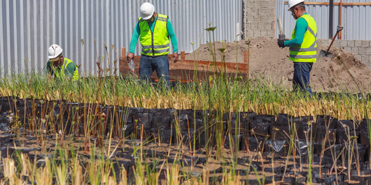 Prosamin+ investe em sustentabilidade e transforma cenário nos canteiros de obras