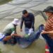 Governo do Amazonas e Prefeitura de Presidente Figueiredo fazem entrega de 40 mil alevinos à piscicultores