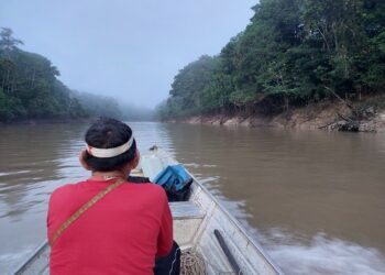 Vale do Javari: Ibama articula manejo participativo do pirarucu com povos indígenas