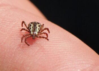 SP confirma três mortes por febre maculosa em Campinas