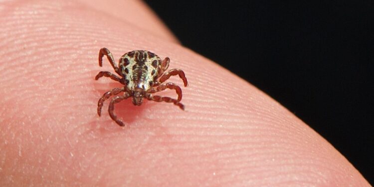 SP confirma três mortes por febre maculosa em Campinas