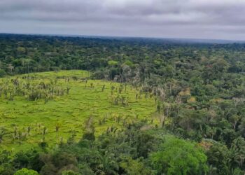 Perda de florestas tropicais primárias aumentou 15% no Brasil em 2022