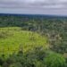 Perda de florestas tropicais primárias aumentou 15% no Brasil em 2022