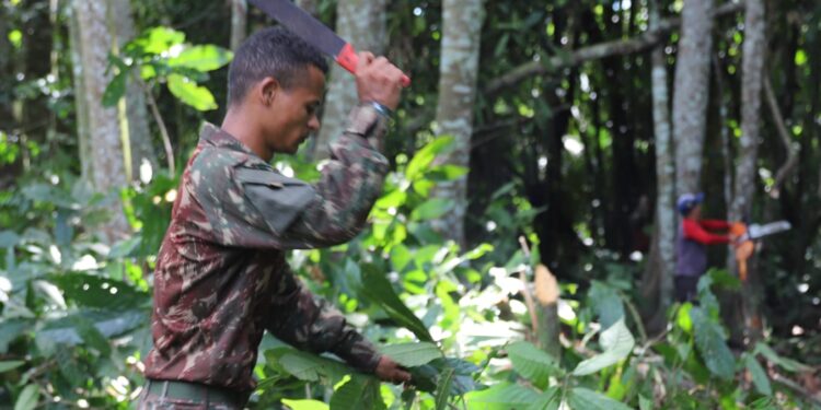 Adaf prossegue no combate à praga monilíase no Alto Solimões