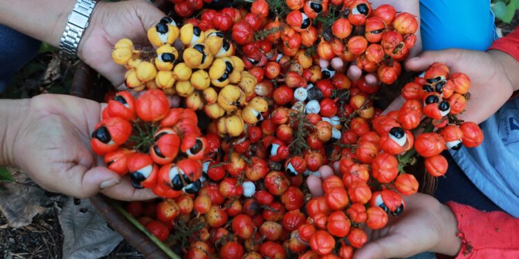 Roteiro em Maués: Cidade do Amazonas é famosa pela produção de guaraná
