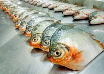 Com apoio do Governo do Amazonas, pesquisa registra a presença de plástico no trato gastrointestinal de peixes